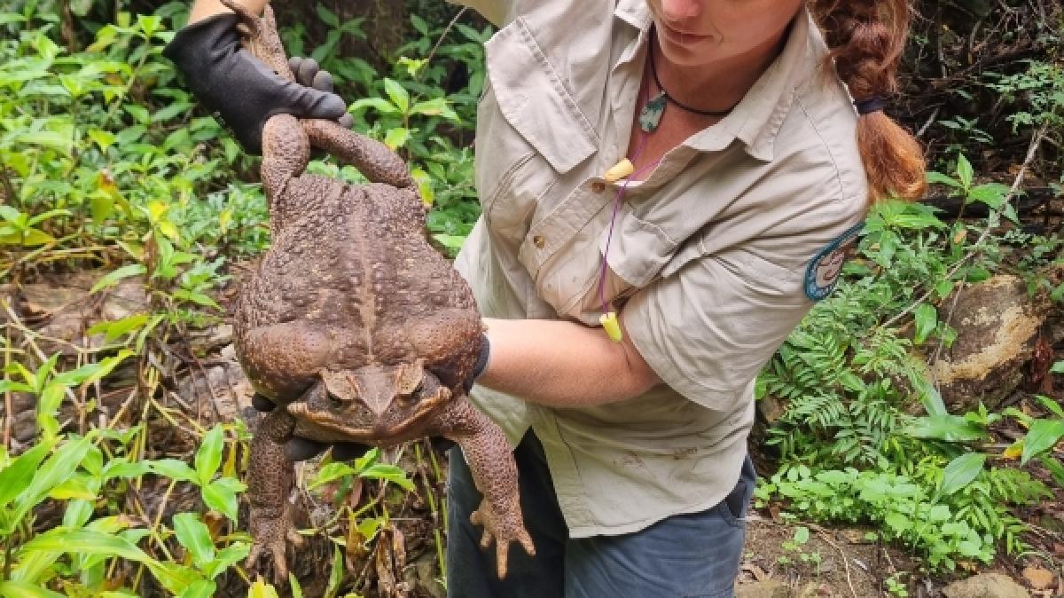 In Australien wurde eine gigantische Monster-Kr&ouml;te gefunden (Foto)