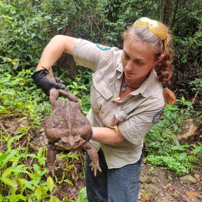 Fast 3 Kilo schwer! Giftige Monster-Kröte in Australien entdeckt