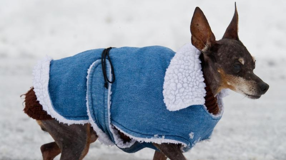 Hunden ohne Unterfell wie Rehpinschern sollten ihre Halter keine langen Wartezeiten ohne Bewegung in der K&auml;lte zumuten. (Foto)