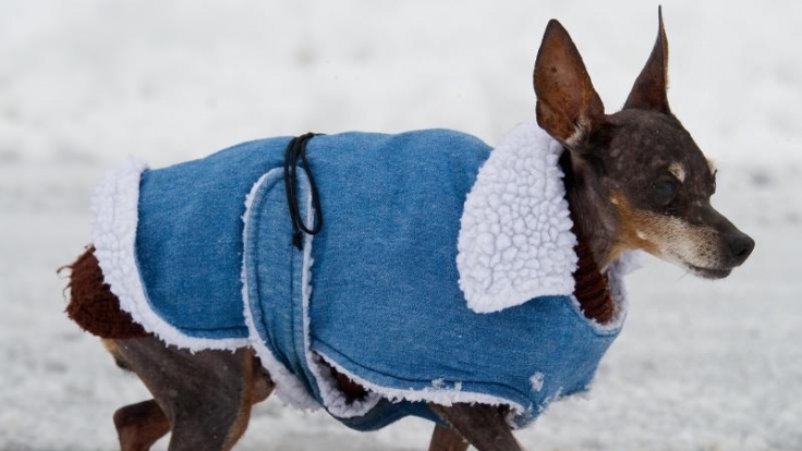 Hunden ohne Unterfell wie Rehpinschern sollten ihre Halter keine langen Wartezeiten ohne Bewegung in der Kälte zumuten.