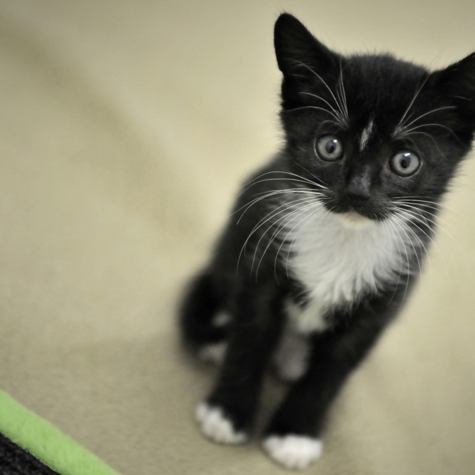 Katzen mit Staubsauger malträtiert und zu Tode gequält