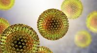 Wissenschaftler haben ein virales Protein entdeckt, das die Immunantwort des Körpers aushebelt.