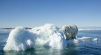 Die extreme Eisschmelze in der Arktis hat dramatische Folgen.