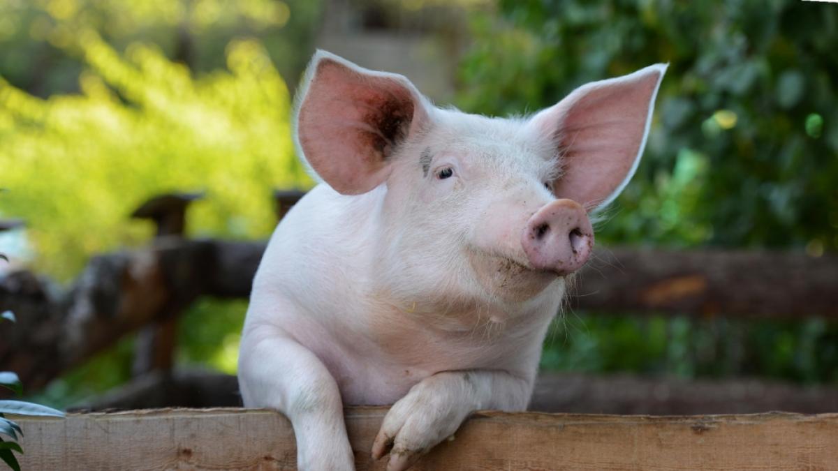 Chirurgen in den USA ist es erstmals gelungen, einem hirntoten Patienten erfolgreich Nieren von einem Schwein zu transplantieren. (Foto)