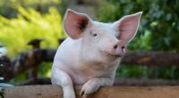 Chirurgen in den USA ist es erstmals gelungen, einem hirntoten Patienten erfolgreich Nieren von einem Schwein zu transplantieren.