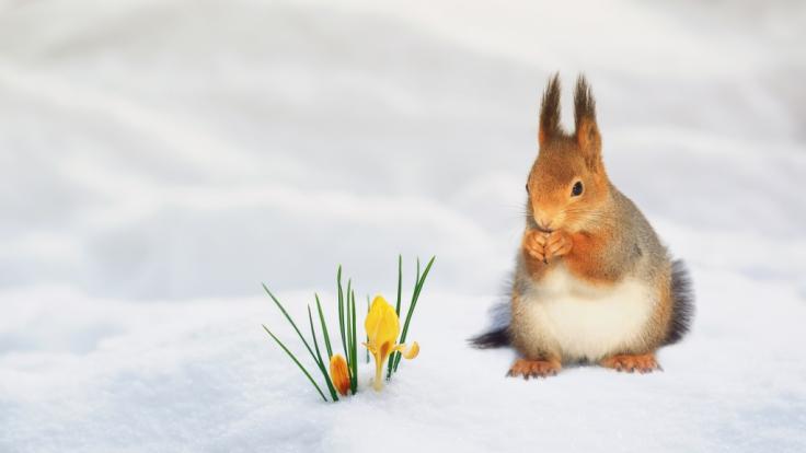 Wie wird das Wetter im ersten Frühlingsmonat?