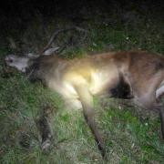 Unbekannte sollen einem toten Hirsch den Kopf abgesägt haben. (Symbolbild)