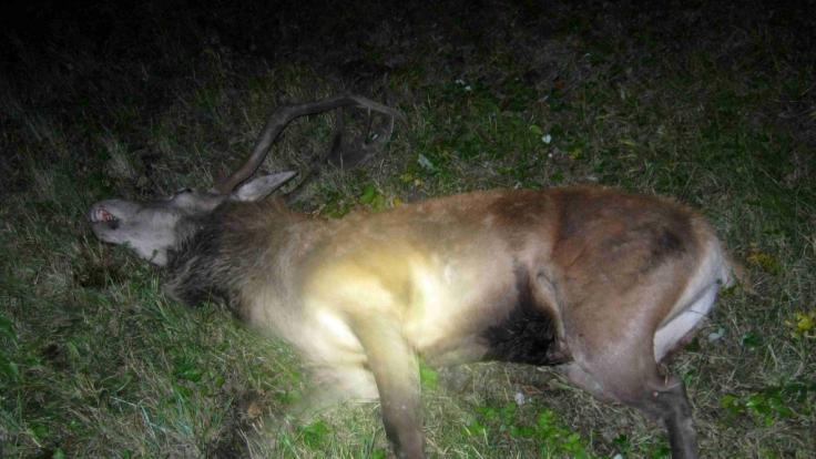 Unbekannte sollen einem toten Hirsch den Kopf abgesägt haben. (Symbolbild)