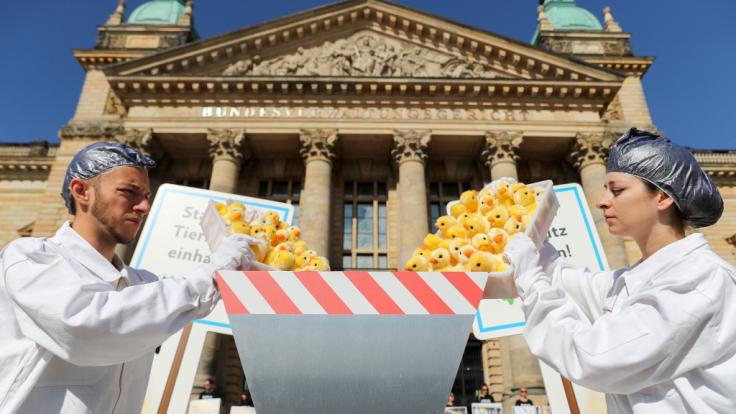 Auch weiterhin dürfen Millionen männliche Küken pro Jahr qualvoll vernichtet werden.