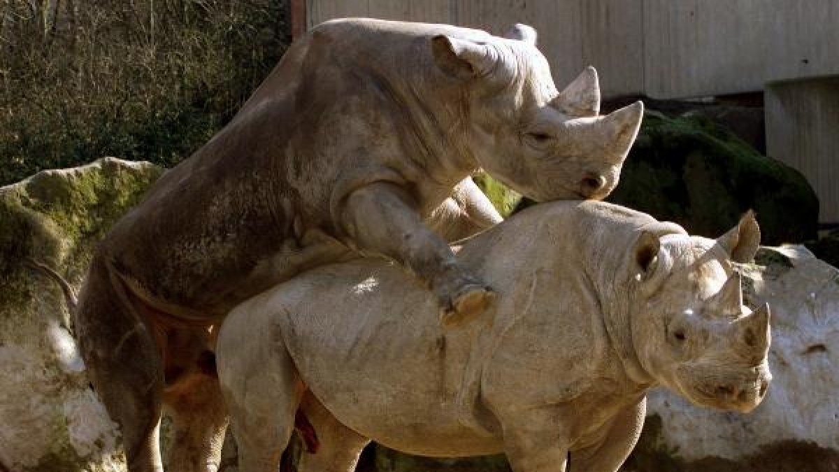 Gut, Nash&ouml;rner sind nicht die Rekordhalter in Sachen Sex. Aber eine Stunde kann der Akt schon dauern. (Foto)