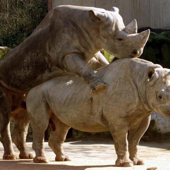 Wer kann am längsten? Diese Tiere sind wahre Sex-Monster