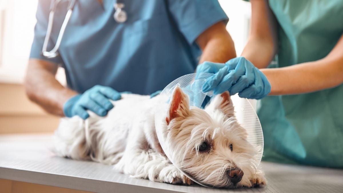 Der Hunde-Vergewaltiger muss f&uuml;r 22 Jahre in den Knast. (Foto)