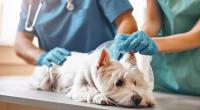 Der Hunde-Vergewaltiger muss für 22 Jahre in den Knast.
