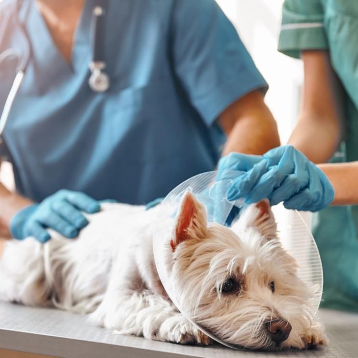 Perverser Tierarzt vergewaltigt Hunde und trampelt Kleintiere tot