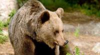 Ein Braunbär soll in Russland den Tod einer 39-jährigen Frau verursacht haben (Symbolfoto).
