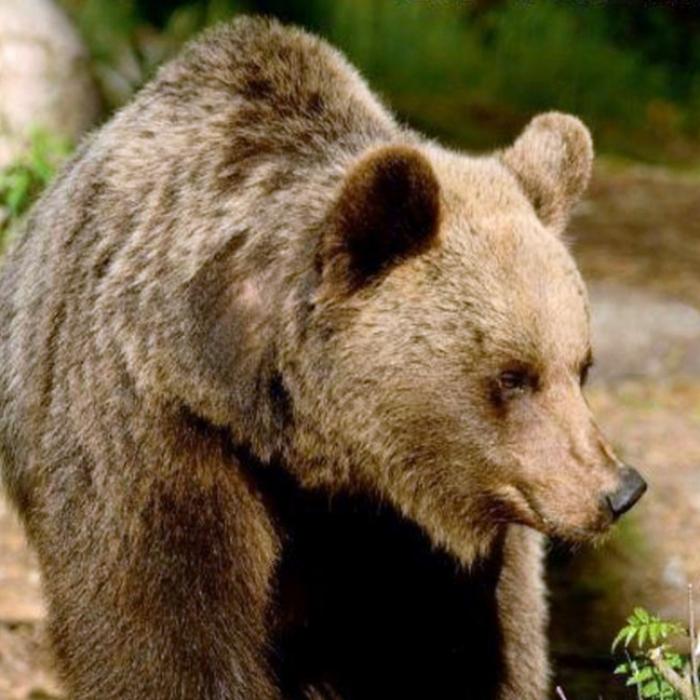 Braunbär zerfleischt Zweifach-Mutter (39)