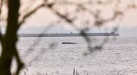 Der Buckelwal liegt noch immer auf einer Sandbank vor der Insel Poel.
