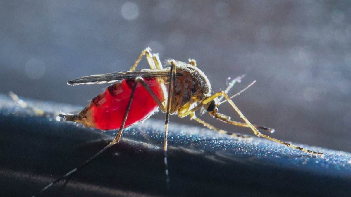 Sie sind die Schattenseite jedes Sommers: M&uuml;cken und anderes Ungeziefer, die sich an menschlichem Blut laben. (Foto)