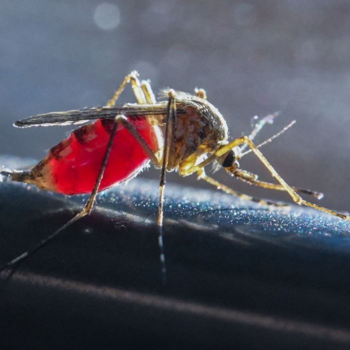 Gefährlich? DIESE Insekten vermiesen uns den Mega-Sommer
