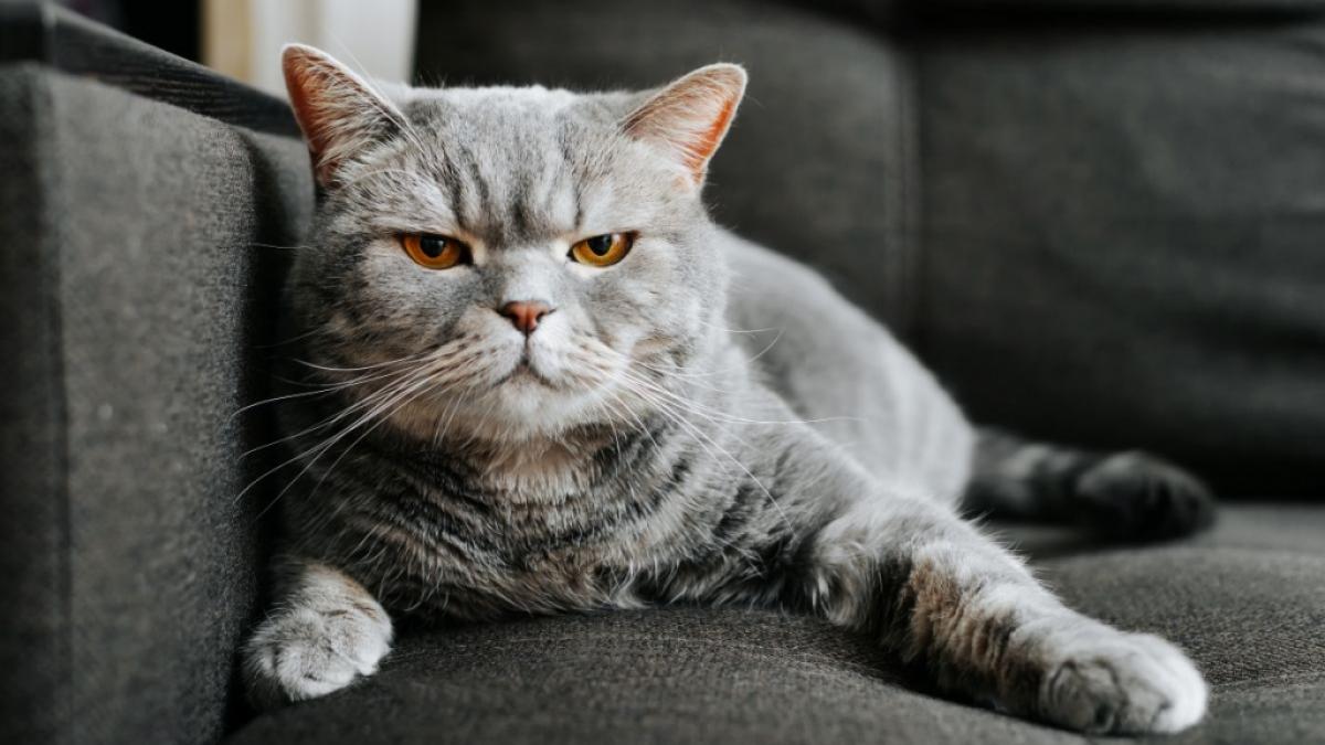 Symbolbild: Manche Katzen wurden mit ihrem besonderen Gesichtsausdruck zu Internetstars. (Foto)