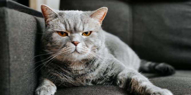 Katzen als Internetstars