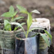 Das Zeitungspapier der Töpfchen verrottet in der Gartenerde von selbst.
