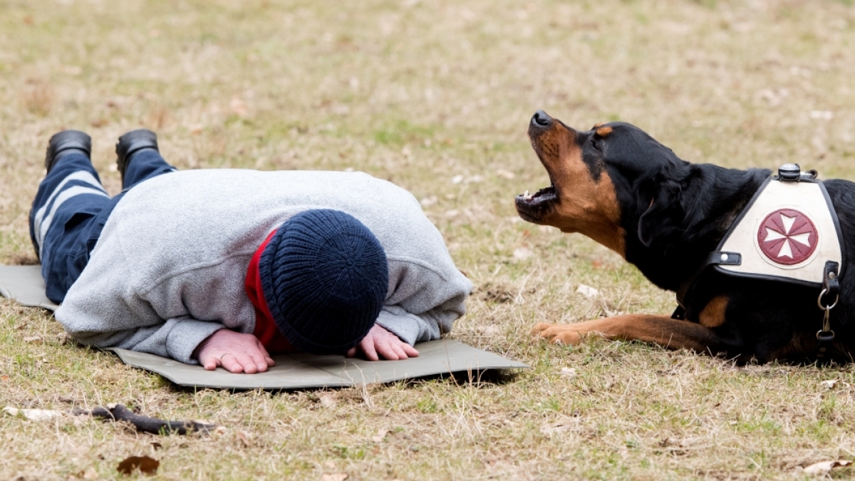 Ein Hund hat eine Seniorin im Urlaub gerettet. (Foto)