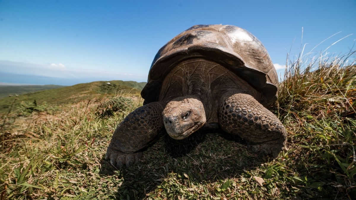 Galapagos bei Arte (Foto)