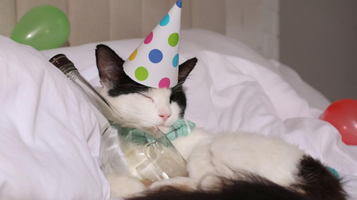 Wenn nach der Silvesternacht ein Presslufthammer im Kopf wummert, ist der Neujahrstag gelaufen - doch mit einigen Tricks vermeiden Sie den fiesen Kater nach Silvester. (Foto)