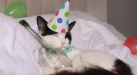 Wenn nach der Silvesternacht ein Presslufthammer im Kopf wummert, ist der Neujahrstag gelaufen - doch mit einigen Tricks vermeiden Sie den fiesen Kater nach Silvester.