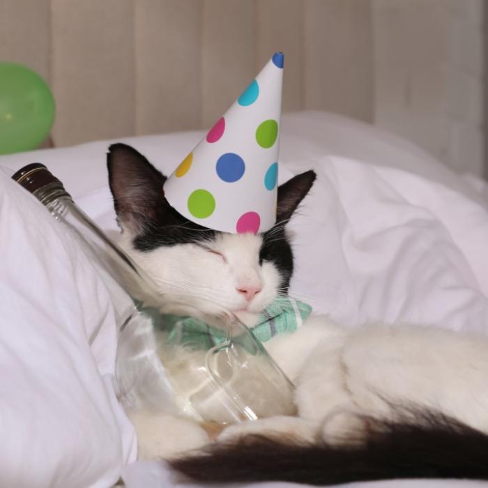 So bleibt der fiese Kater an diesem Neujahrstag aus