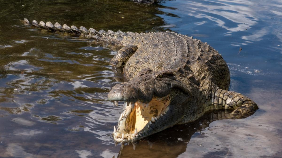 Ein Krokodil hat in Florida einem Mann einen Arm abgebissen. Das Opfer &uuml;berlebte die Attacke. (Symbolfoto) (Foto)