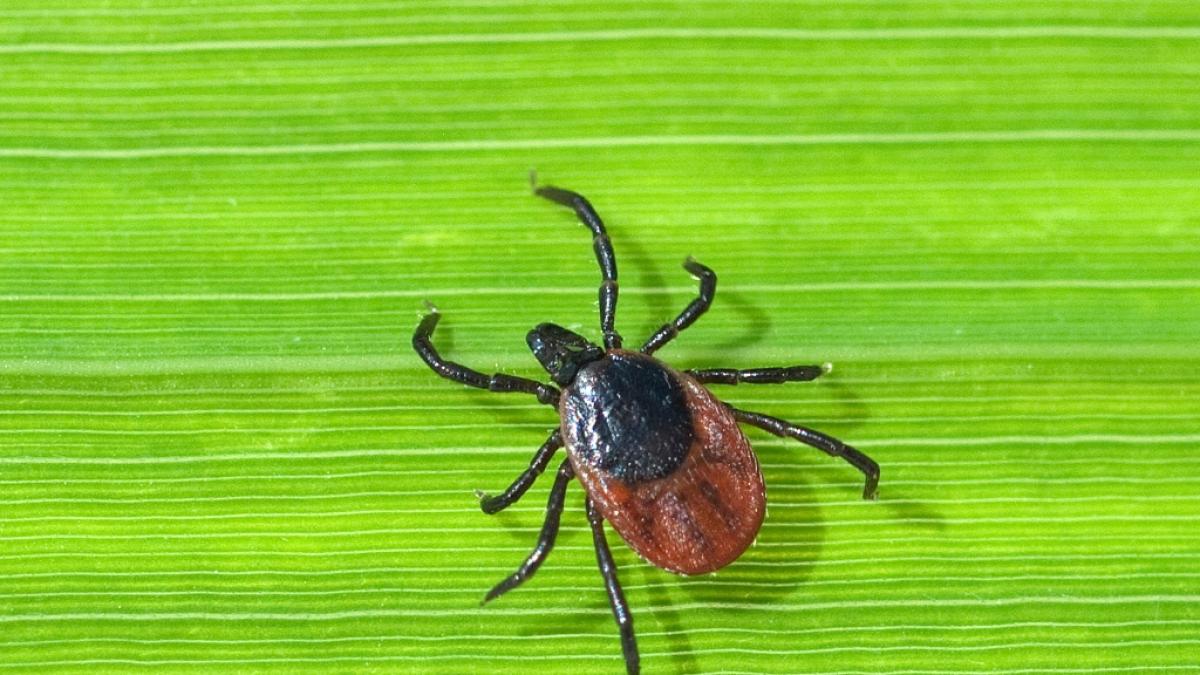 Das potenziell t&ouml;dliche Affenfieber wird durch Zeckenbisse &uuml;bertragen. (Foto)