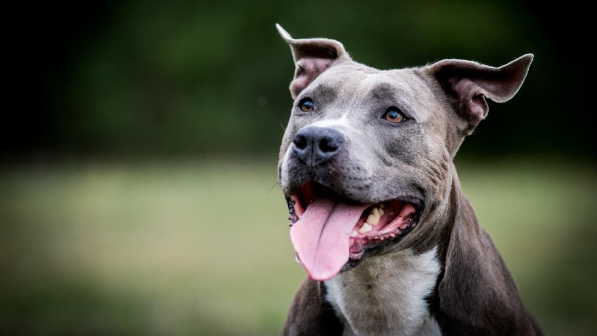 Diese Freundschaft endete schmerzhaft: Ein achtj&auml;hriger Staffordshire Bullterrier biss einen zweij&auml;hrigen Jungen krankenhausreif (Symbolbild). (Foto)
