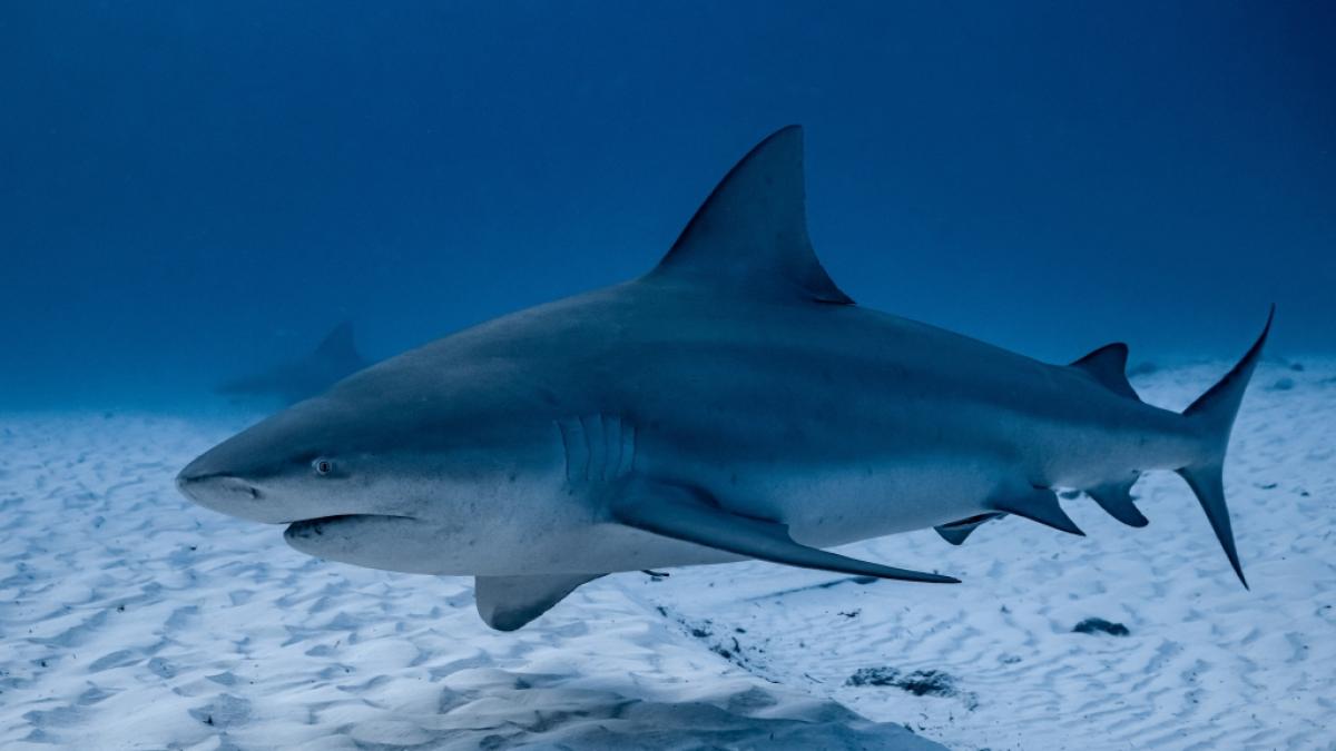 Ein Bullenhai hat eine 13-J&auml;hrige in Florida angegriffen. (Foto)