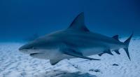 Ein Bullenhai hat eine 13-Jährige in Florida angegriffen.