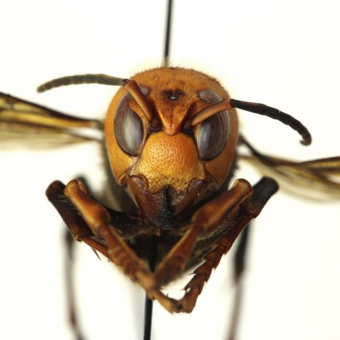 Killerwespe im Anflug! 5-Zentimeter-Insekten können Menschen töten