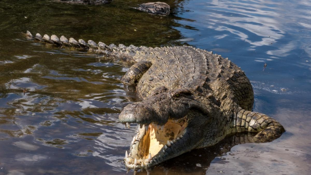 In Indonesien ist ein Junge komplett von einem Krokodil verschlungen worden - das Kind &uuml;berlebte den Angriff nicht (Foto)