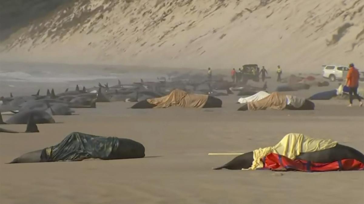Dieses Standbild aus einem Video zeigt die gestrandeten Wale am Ocean Beach in der N&auml;he von Strahan, Australien. (Foto)