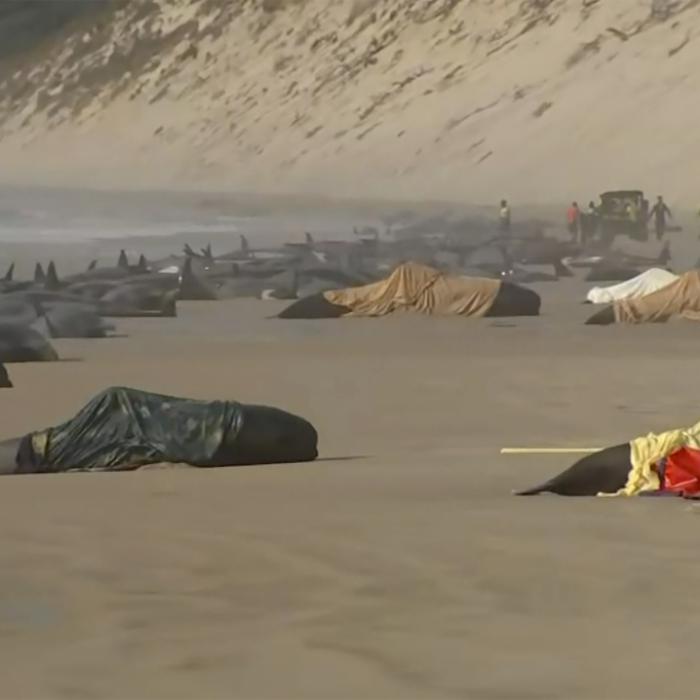 200 Grindwale verenden qualvoll bei Massenstrandung