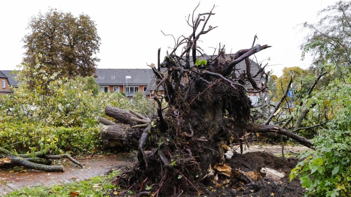 In&nbsp;Schwentinental hinterlie&szlig; ein Tornado eine Schneise der Verw&uuml;stung. (Foto)