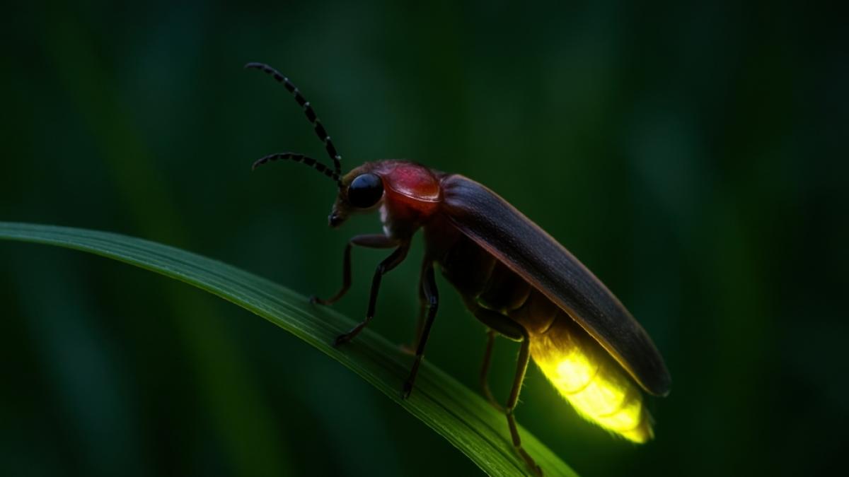 Wenn die Sonne untergeht, beginnt der gro&szlig;e Auftritt des Nachtgartens. (Foto)