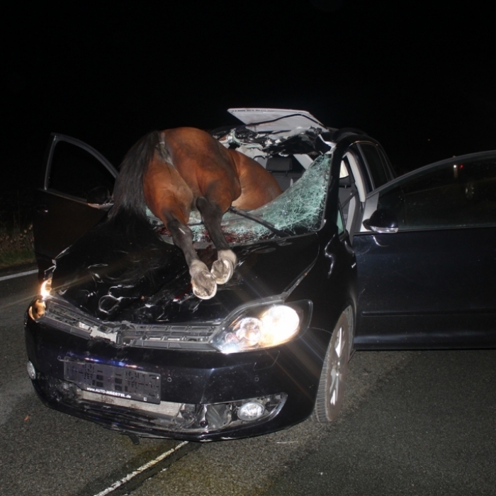 Irrer Crash! Pferd brettert durch Windschutzscheibe und stirbt