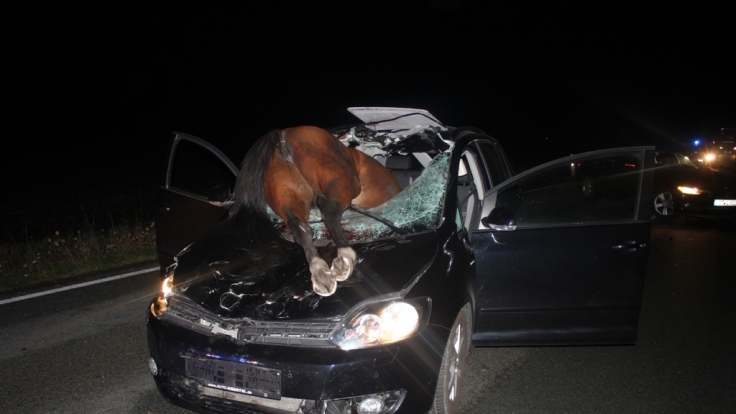 Ein Pferd ist bei einem Verkehrsunfall durch die Windschutzscheibe eines Autos gekracht und verendet.