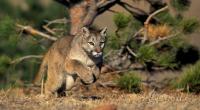Ein neunjähriges Mädchen wurde von einem Puma schwer verletzt. (Symbolfoto)