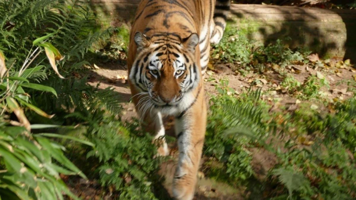 In Indonesien wurde ein Junge von einem Tiger get&ouml;tet. (Foto)