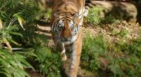 In Indonesien wurde ein Junge von einem Tiger getötet.