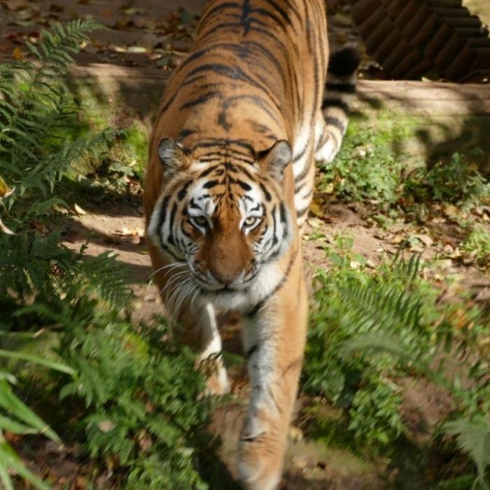 Auf Palmölplantage! Junge (16) von Tiger zerfleischt