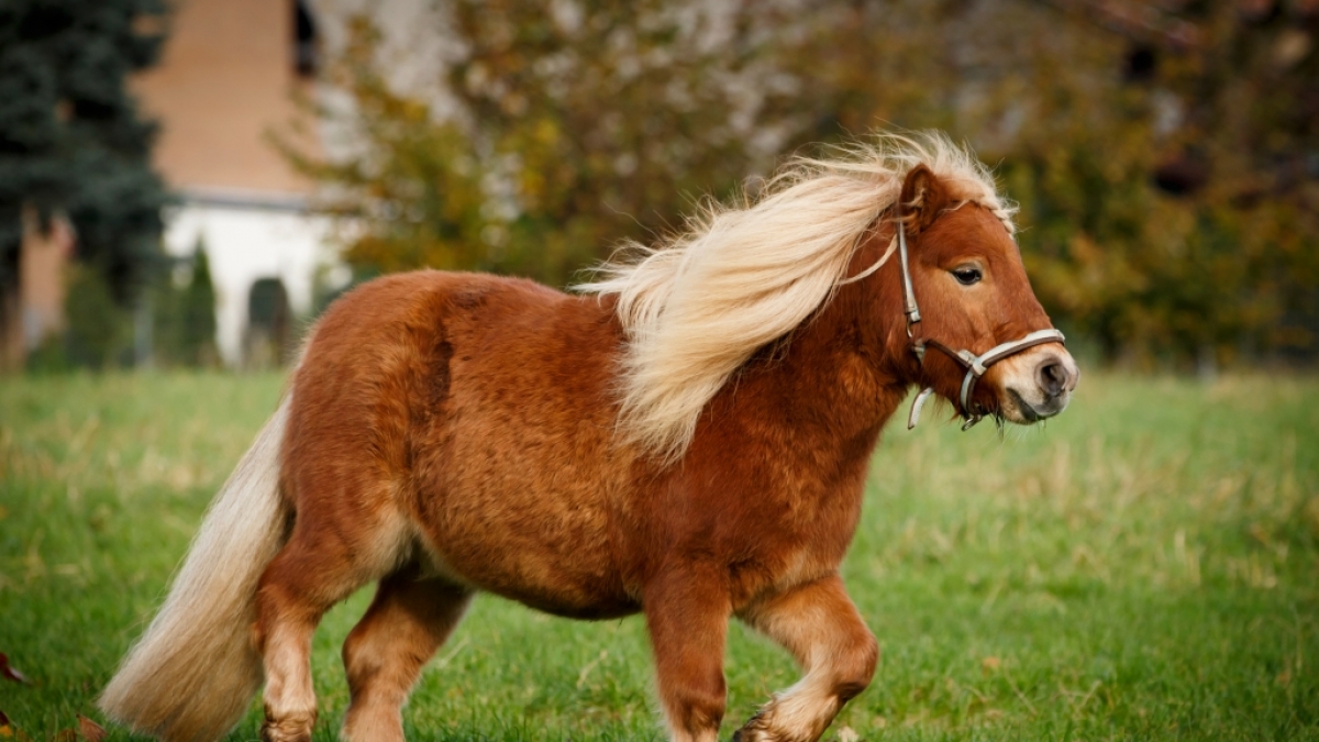 In den USA trieb ein Pony-Vergewaltiger monatelang sein Unwesen. (Foto)