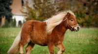 In den USA trieb ein Pony-Vergewaltiger monatelang sein Unwesen.